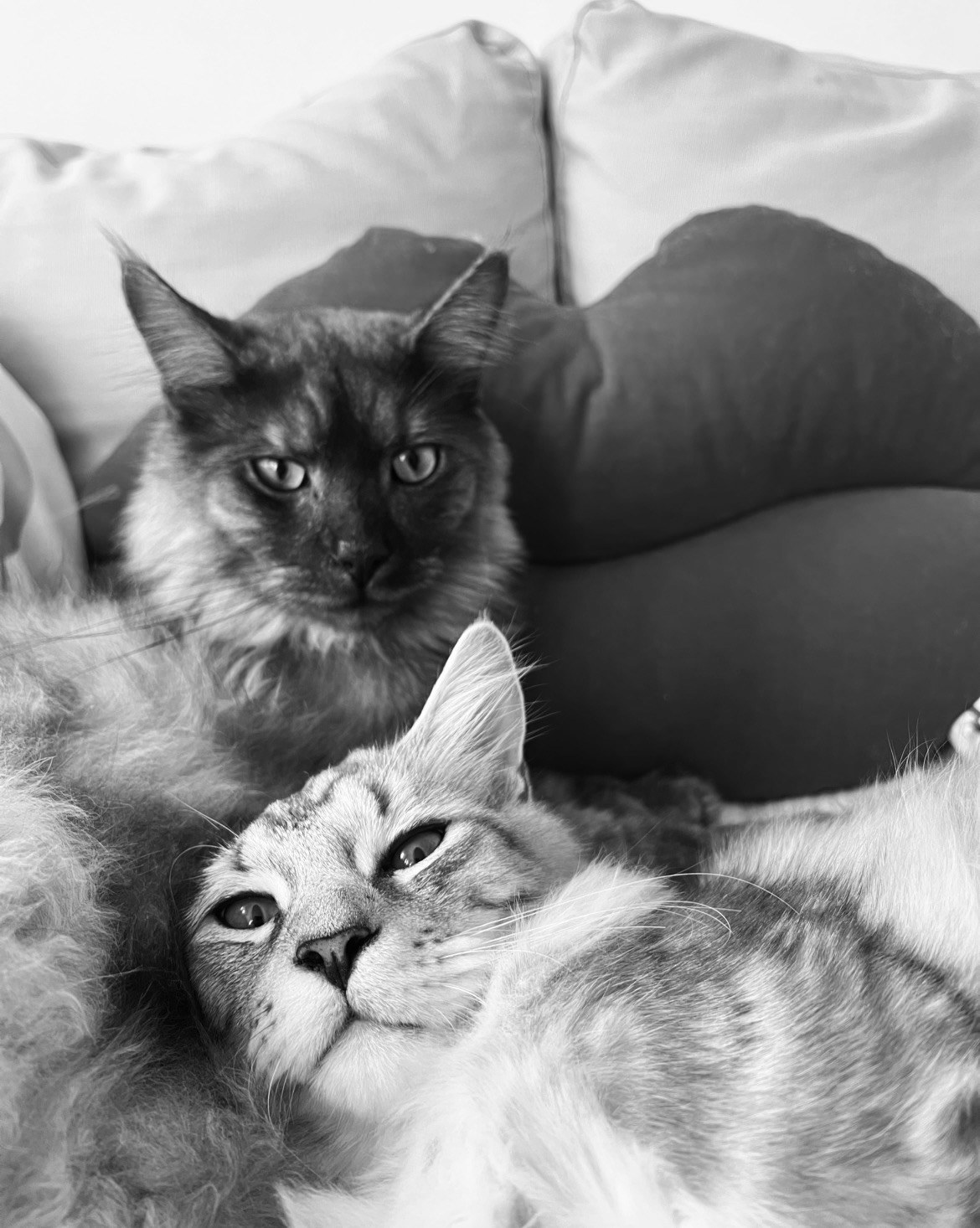 Kenai und Koda